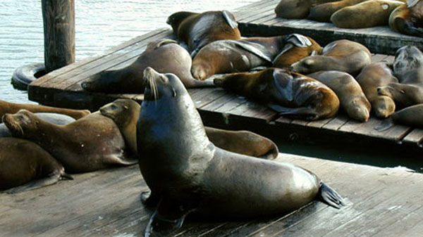 Harbor seals on Fisherman's Wharf, San Francisco